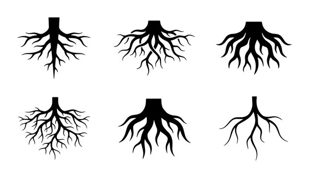 Set of 6 Black Tree Root System Icons Vector Illustration for Nature and Growth Concepts