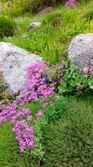 Obraz premium Pink Wildflowers Growing Between Rustic Bricks in Natural Garden Setting