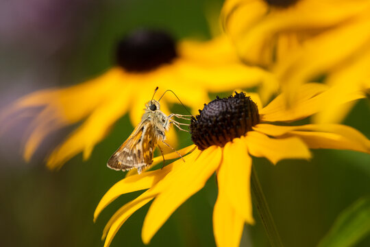 Skipper butterfly perches with raised wings on black eyed Susan Rudbeckia flower garden