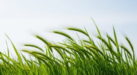 Fototapeta premium Green blades of wild grass bend and sway rhythmically in a strong summer breeze against a soft, bright sky backdrop, symbolizing change and growth, environment, green, texture