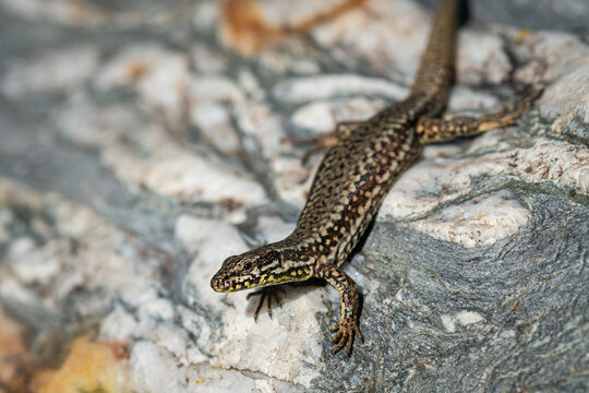 Wall lizard rests on weathered pale grey rock surface alpine summer sunshine portrait