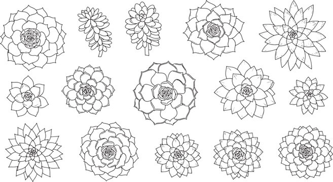 Succulent plant collection hand drawn line art set isolated on white background for botanical design projects