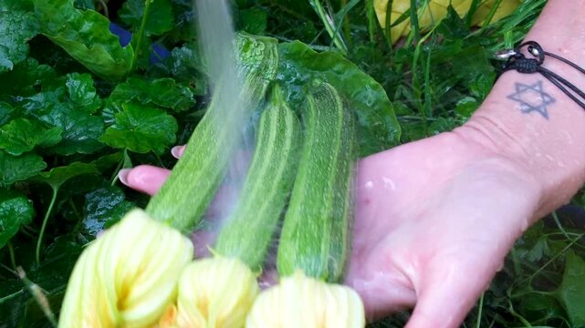 woman washes freshly picked young zucchini bright yellow blossoms in garden before placing wooden crate grass. natural homegrown food, healthy family nutrition, organic farming. 