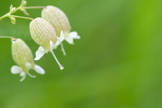 Bladder campion Silene vulgaris inflated calyx flowers hang above blurred green meadow