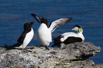 Obraz premium Razorbill (Alca torda) and Eider (Somateria mollisima) male, at Stora Karlso, Gotland, Sweden.