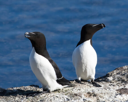 Razorbill (Alca torda) at Stora Karlso, Gotland, Sweden.