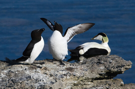 Razorbill (Alca torda) and Eider (Somateria mollisima) male, at Stora Karlso, Gotland, Sweden.