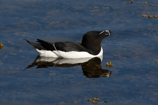 Razorbill (Alca torda) swimming in the Baltic Sea at Stora Karlso, Gotland, Sweden.