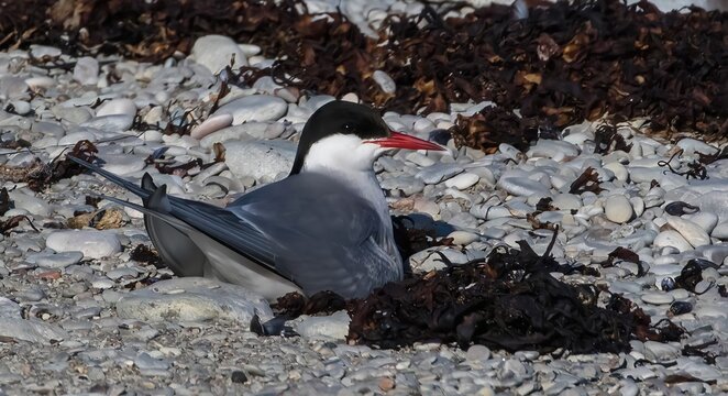 Arctic Tern (Sterna paradisaea) on a shore at the Island Stora Karlso, Gotland, Sweden.