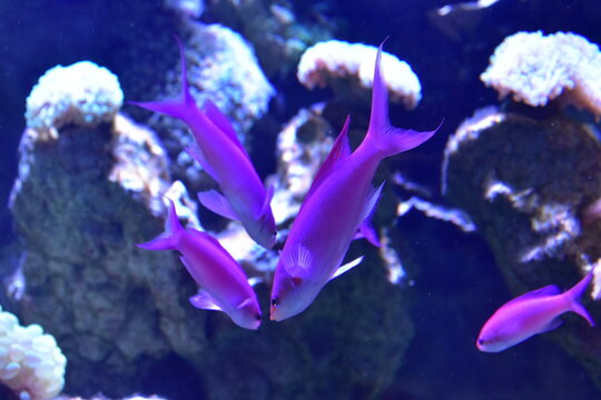沖縄県 本島のDMMかりゆし水族館