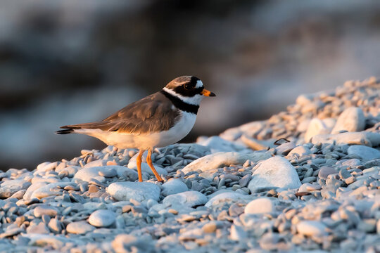 Common Ringed Plower Charadrius hiaticula on a stony shore at Island Stora Karlso outside Gotland, Sweden.