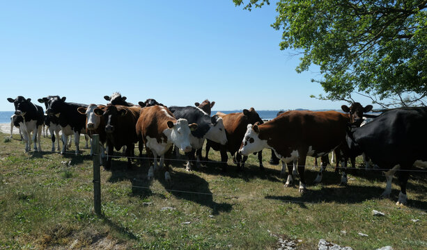 Cows on eastern Oland island, Sweden.