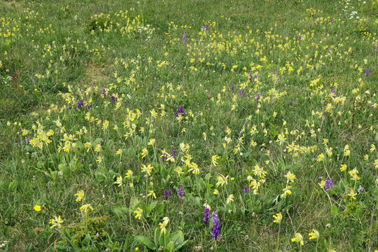 Cowslip (Primula veris)in a meadow on Gotland, Sweden.