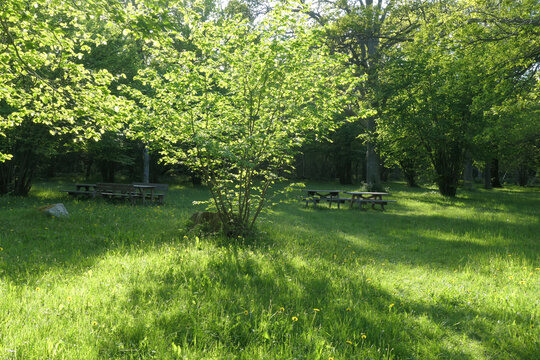 The nature reserve Fide Desiduoos Forest, in southern Gotland, Sweden.