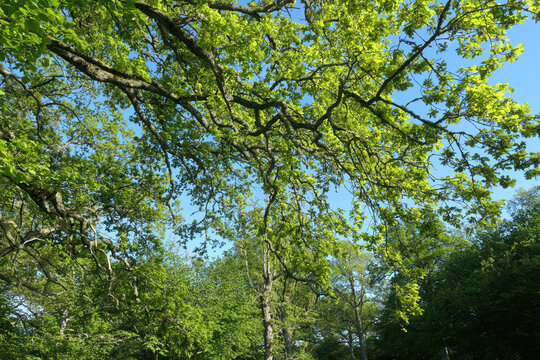 The nature reserve Fide Desiduoos Forest, in southern Gotland, Sweden.