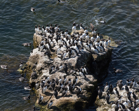 Guillemot (Uria aalge) on a cliff at Stora Karlso, Gotland, Sweden.