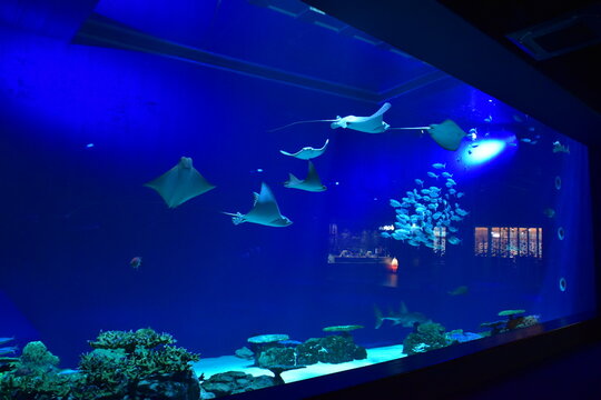 沖縄県 本島のDMMかりゆし水族館