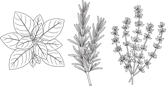 Hand drawn culinary herbs set including basil rosemary and thyme isolated on white background vector illustration