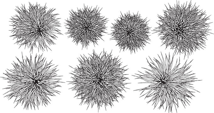Set of hand drawn sea urchin illustrations isolated on white background for marine biology and ocean design