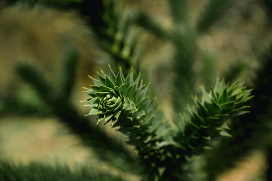 green plant blurred background sharp focus foliage
