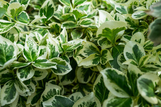 A close-up view of dense variegated foliage featuring bright green centers and creamy white margins on serrated leaves of a Euonymus fortunei shrub in a garden.