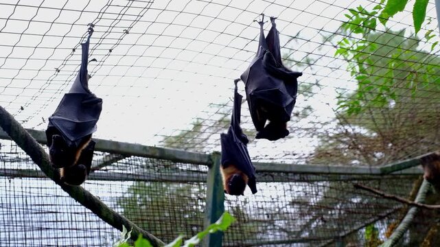 Three large flying foxes Pteropus hanging upside down on a metal mesh ceiling in a zoo enclosure