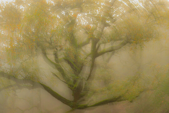Bosque de niebla
