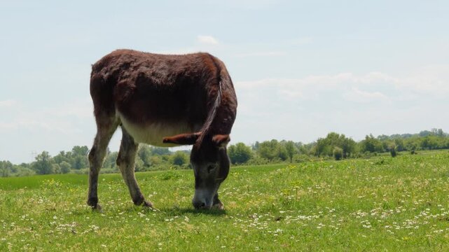 Close-up of a single domestic donkey grazing alone in a beautiful green field with wildflowers. Cinematic shot of a donkey eating grass under a clear blue sky in a peaceful rural environment.