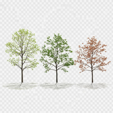 Four trees changing colors in an autumn landscape