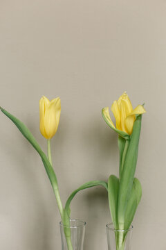 yellow tulips green leaves clear vase gray