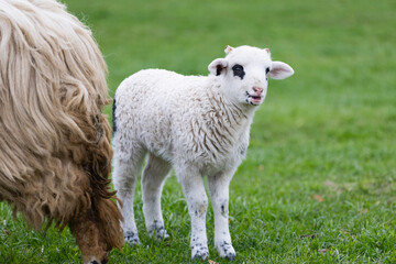 Fototapeta premium Little lamb in green grass.