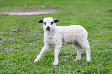 Obraz premium Little lamb in green grass.