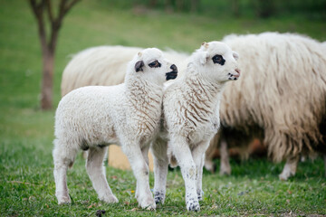 Lambs in green grass. © erika8213
