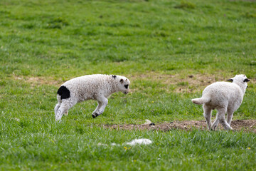 Fototapeta premium Lambs in green grass.