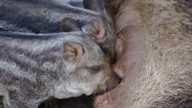 Extreme close-up of wild boar piglets nursing and shaking their heads while feeding. Rare cinematic macro shot of striped wild pig offspring suckling in their natural habitat at a forest farm.