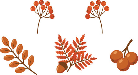 Autumnal rowan berries and fern leaves with acorn during crisp daylight for seasonal design elements © Mdjillur