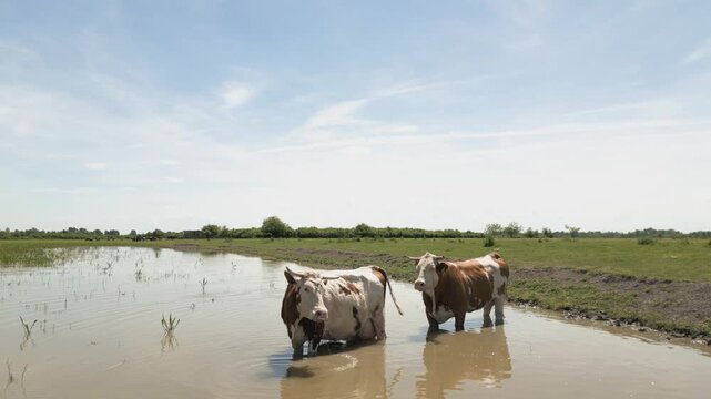 Cinematic 4K shot of cows standing in a pond, drinking water and cooling off. Close-up view of domestic cattle bathing in a natural pool during a hot summer day in a lush rural farm environment.