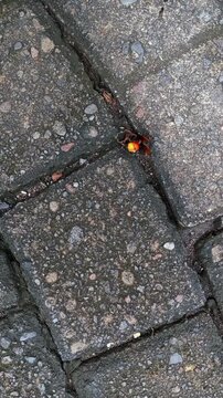 A dead wasp with a distinct orange abdomen rests upon the textured, grey surface of the wet stone pavers separated by thick, dark cracks within a rugged outdoor ground-level setting.