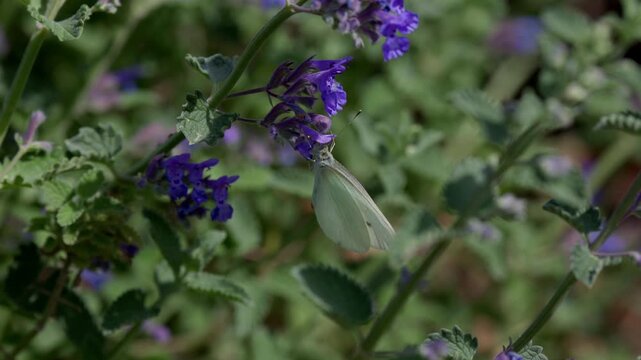 Macro shot of a small white Pieris rapae butterfly pollinating vibrant purple catmint flowers in a sunny garden. Beautiful summer scene of a butterfly on violet blossoms during a bright daylight