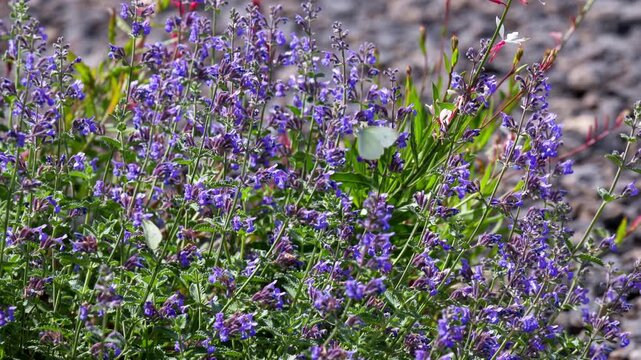 Two small white Pieris rapae butterflies pollinating vibrant purple catmint flowers in a sunny garden. Beautiful summer scene of butterflies on lavender colored blossoms during a bright daylight