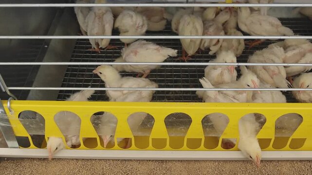 Yellow Newborn Baby Chicks Feed in Cage at Poultry Farm