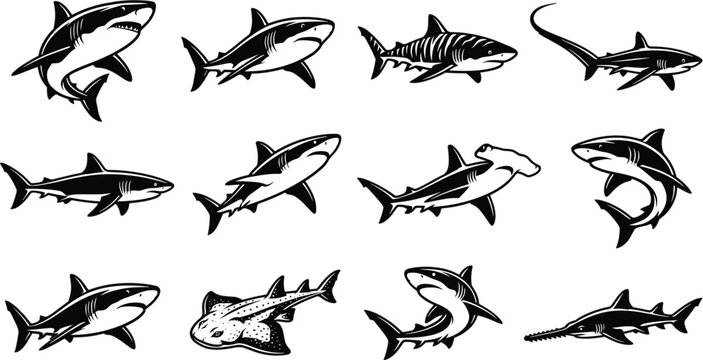 Fish illustration set for seafood menus, fishing branding, marine education, wildlife guides, and restaurant packaging design