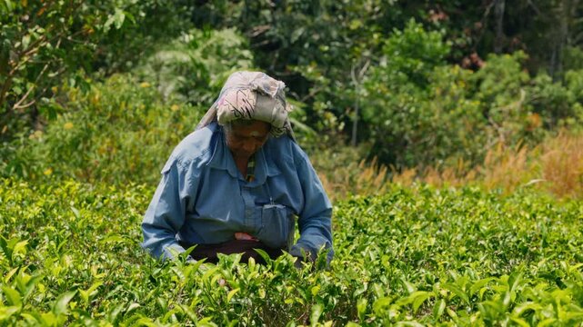 Female tea picker harvesting fresh tea leaves on a verdant plantation in Sri Lanka countryside in slow motion, woman working among lush green landscape, traditional agriculture, manual harvesting proc