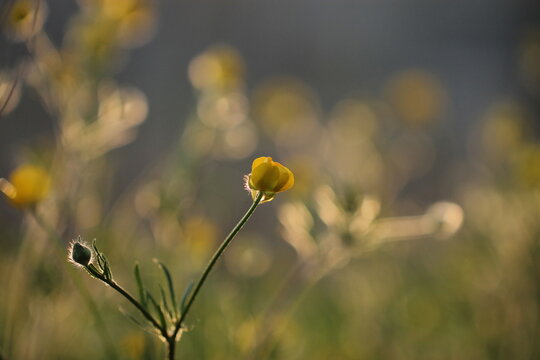 fiori di ranuncolo in primavera al tramonto