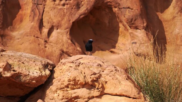 White-crowned wheatear bird perching on sandstone rock formations in arid desert landscape of AlUla, Saudi Arabia. Unique wildlife surviving in a harsh environment. Oenanthe leucopyga specie