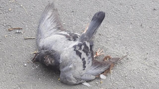 A dead pigeon lying on the asphalt road surface, a victim of a vehicle collision or roadkill in an urban environment.
