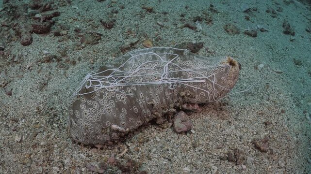 Leopard sea cucumber Bohadschia argus releasing Cuvierian tubules in defense, rare real-time macro behavior in 4K UHD footage with ambient sound and detailed texture