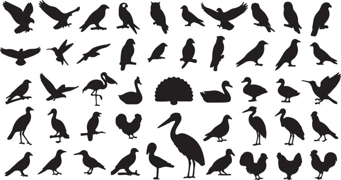 Bird silhouettes collection, 50 black avian vector shapes, flying and perched wild birds set, nature wildlife icons for graphic design