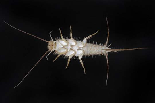 Firebrat Thermobia domestica. Adult specimen, ventral view of the body. Isolated on black background.