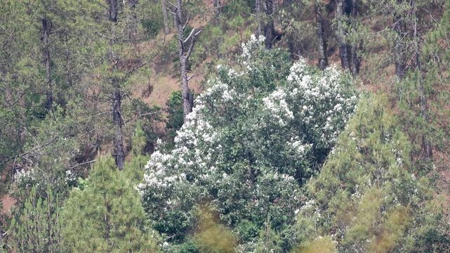  Tree Leaves Turning Silvery White in Strong Wind Across Himalayan Forest